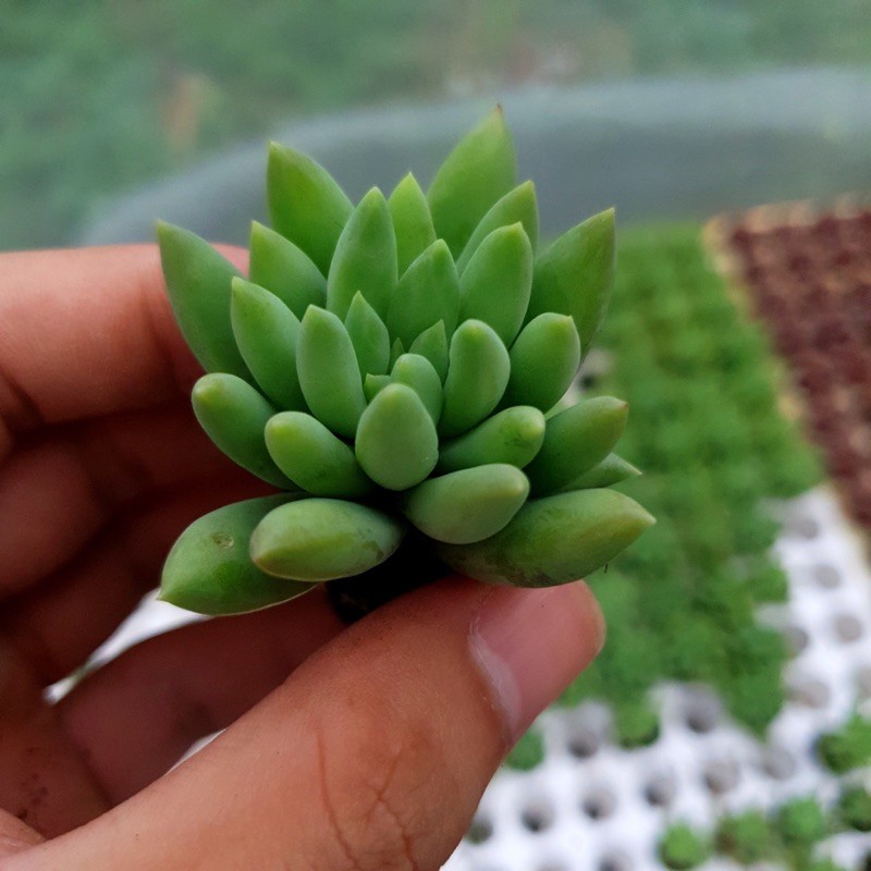 SEN ĐÁ CHUỖI NGỌC ĐỨNG SIZE MINI ĐÀ LẠT LỖI 1 ĐỔI 1