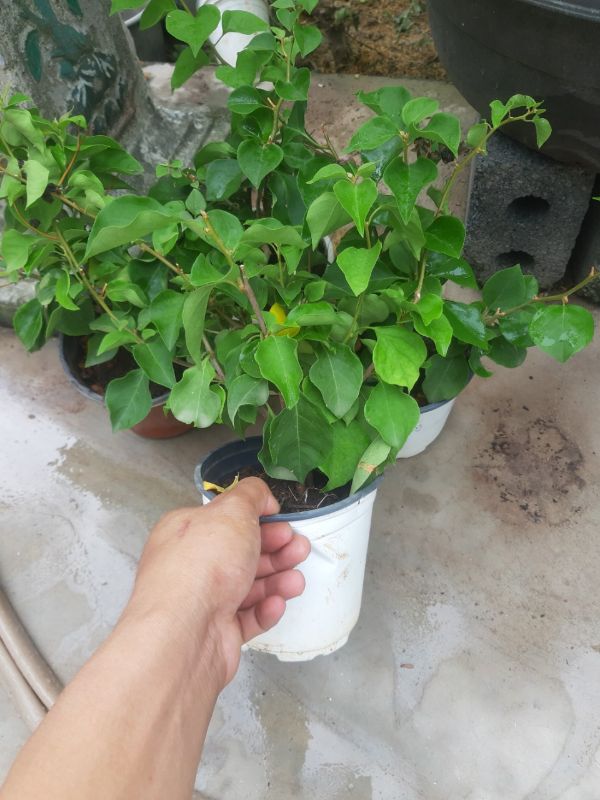 Cây hoa giấy màu hồng phớt