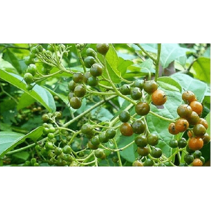 Combo 2 cây giống cây xạ đen, cây dược liệu quý - cb2cgcxd