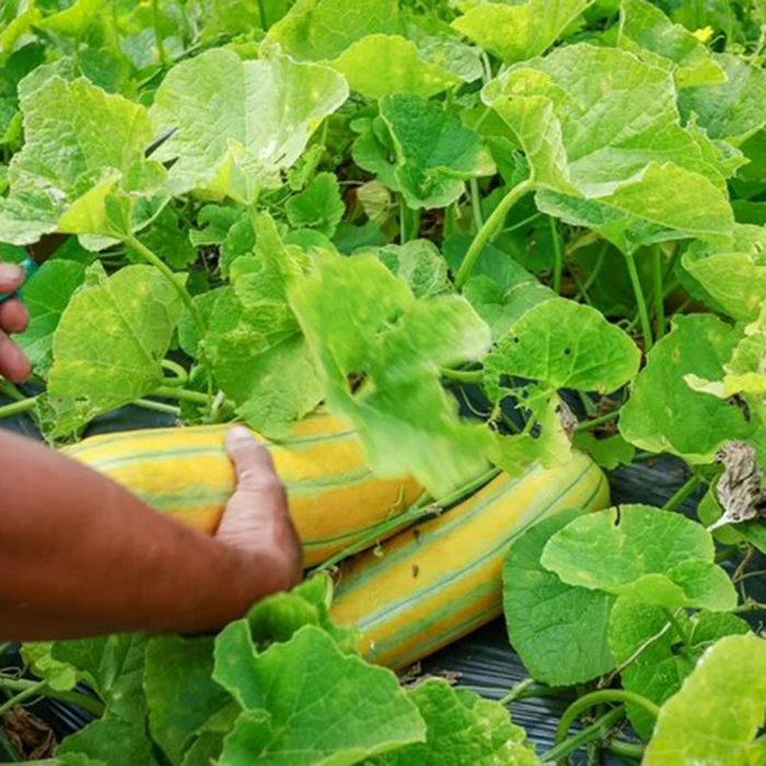 Hạt Giống Dưa Gang Cao Sản - SV