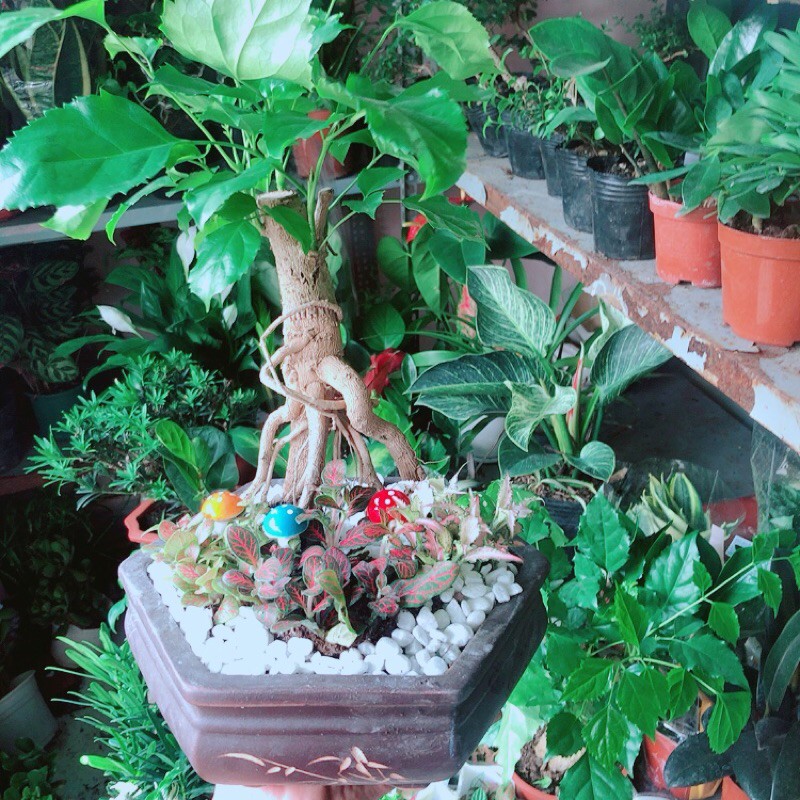 [HCM]Chậu Cây Hạnh Phúc Bonsai (chậu gốm)