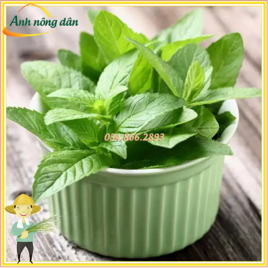 Gói 0,1g Hạt giống bạc hà tây thơm mát, thanh nhiệt