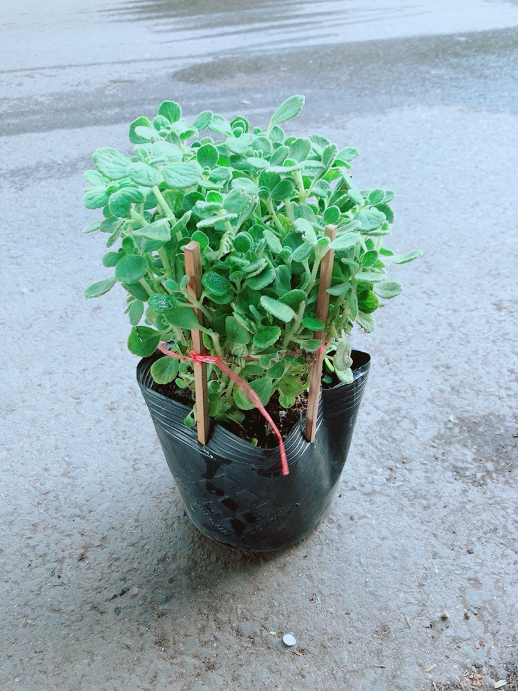 Nhất Mạc Hương (sen thơm) kèm chậu sứ