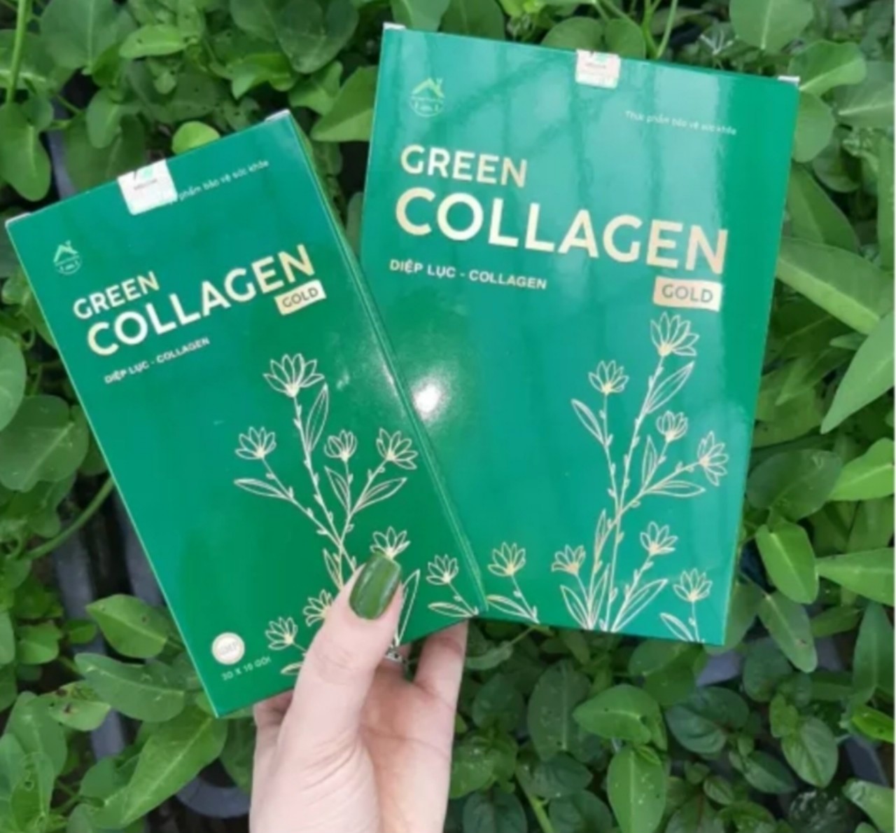 Diệp Lục Collagen hộp 30 gói (mẫu mới)