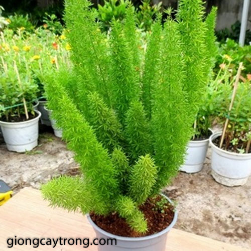 Hạt giống cây Tùng Đuôi Chồn - Trúc Thiên Môn