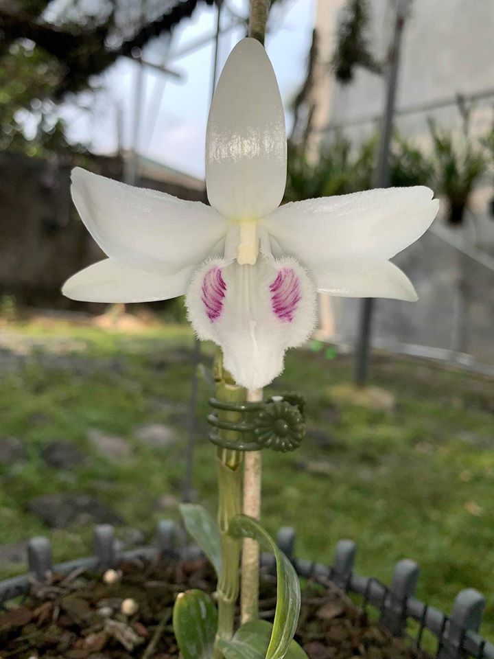 Phi điệp 5 cánh trắng BẢO DUY , Ki 52 ấm chậu