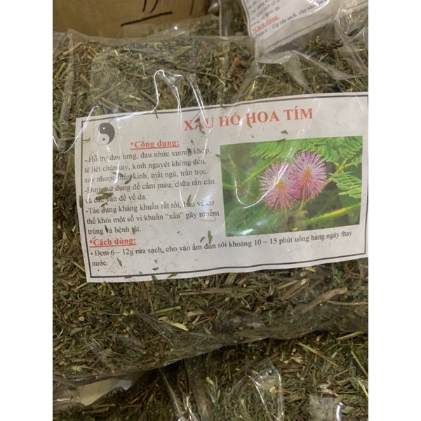 Cây xấu hổ khô