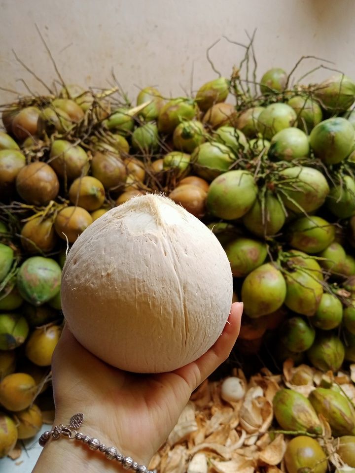 Dừa xiêm trọc Bến Tre