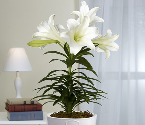 Bộ 3 củ giống hoa ly hoa màu trắng
