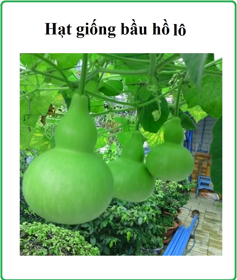 Hạt giống bầu hồ lô cao sản 10 Hạt