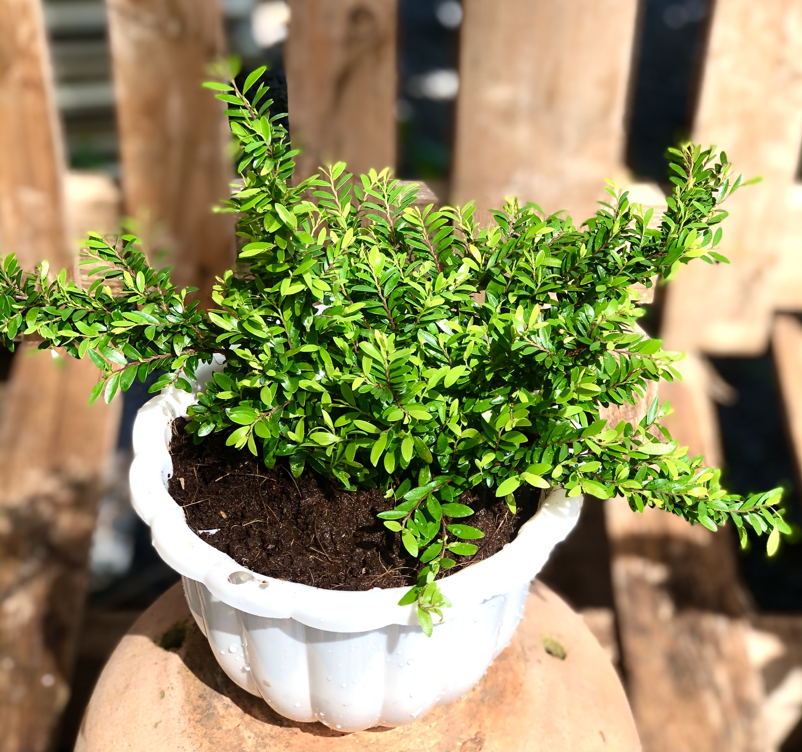 Chậu cây Sơn Liễu lá dài