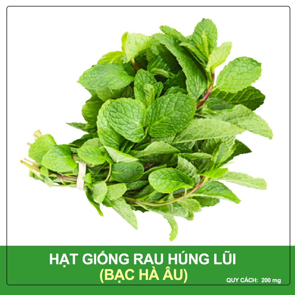 Hạt giống Húng Lũi (Bạc Hà Âu) - Hạt Nảy Mầm Cao, Sinh Trưởng Nhanh