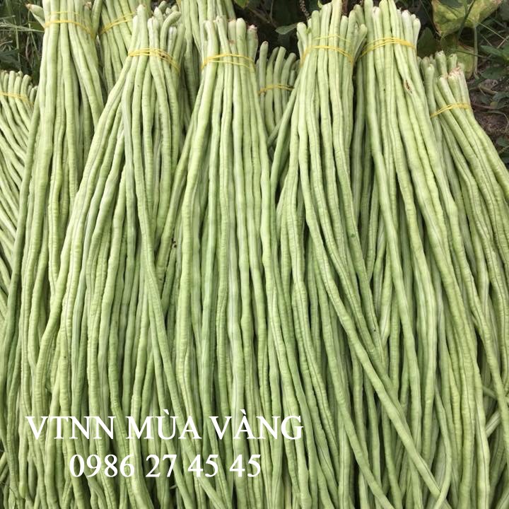 Hạt giống đậu đũa tím rado 755 rạng đông gói 10gram