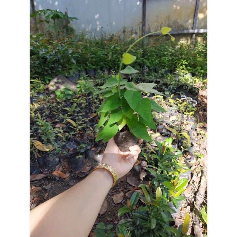 Cây giống sương sâm lông làm thạch ăn rất mát