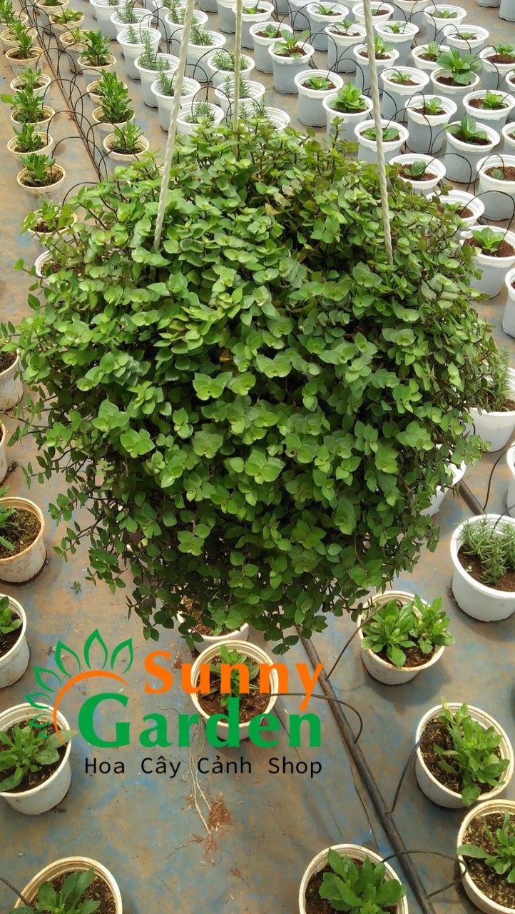 Chậu Cây Tổ Ong (Tóc Xù) - Chậu Treo