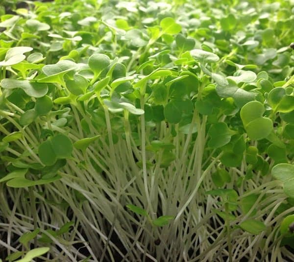 Hạt giống Mầm củ cải trắng – Gói 50gram