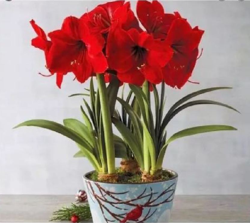 Củ hoa lan huệ tây màu đỏ nhung-1 củ-củ ngậm nụ sắn ,nhanh ra hoa