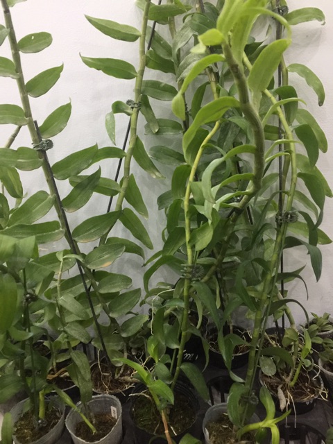 Hoa phong lan Đại Bạch Long hàng đài
