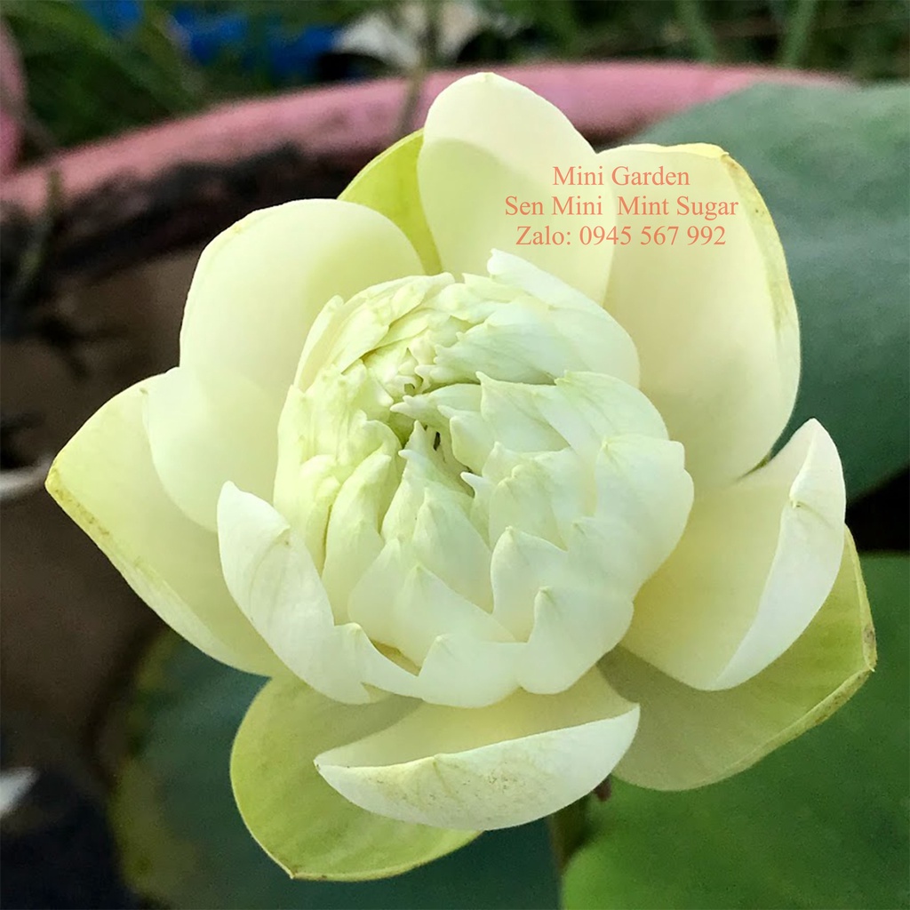 Củ Giống Hoa Sen Mini Nhật Mint Sugar