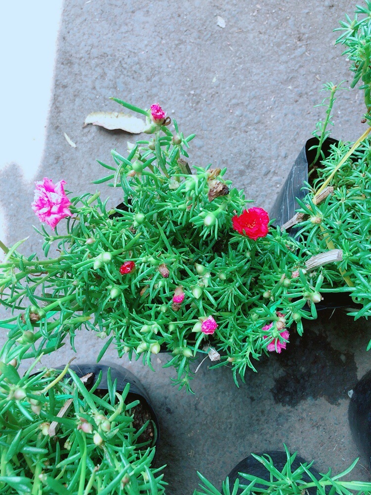 Hoa mười giờ mỹ
