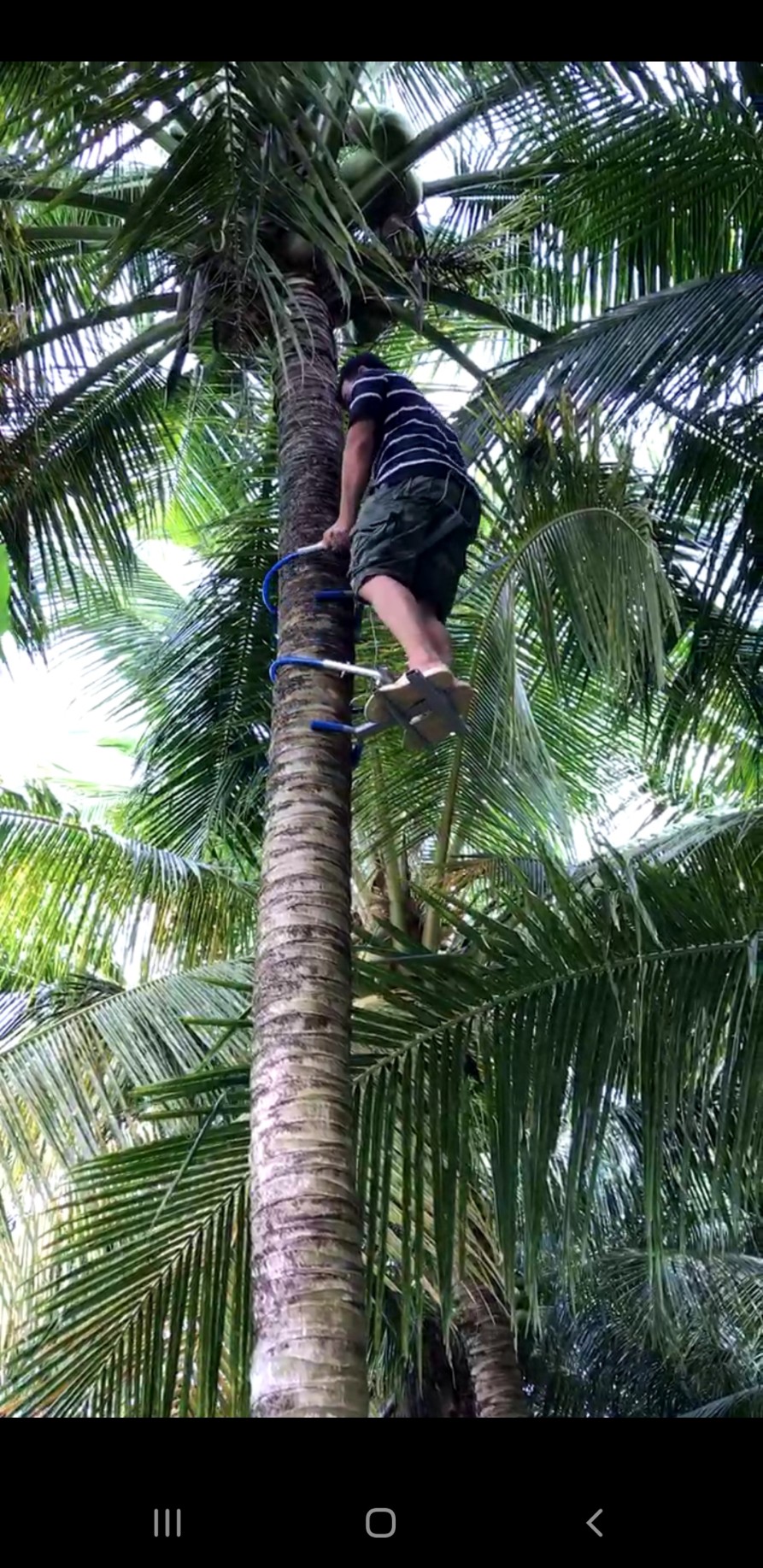 DỤNG CỤ LEO CÂY DỪA KIỂU NGỒI LEO