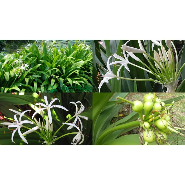 Củ giống cây đại tướng quân (cây NÁNG TRẮNG)