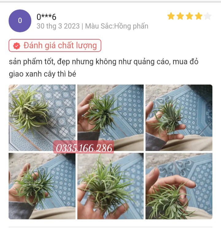 Cây không khí thạch thảo lá đỏ (cây to, đẻ nhánh)