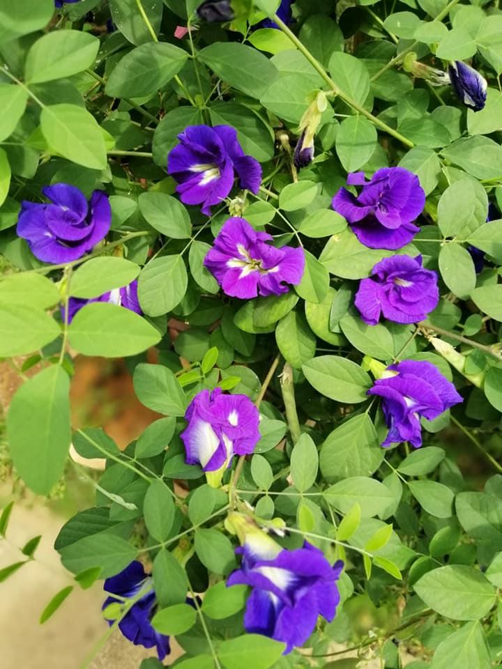 Cây Đậu Biếc - Chậu Hoa