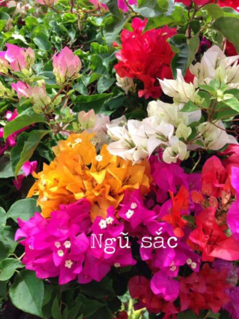 Cây hoa giấy nhiều màu