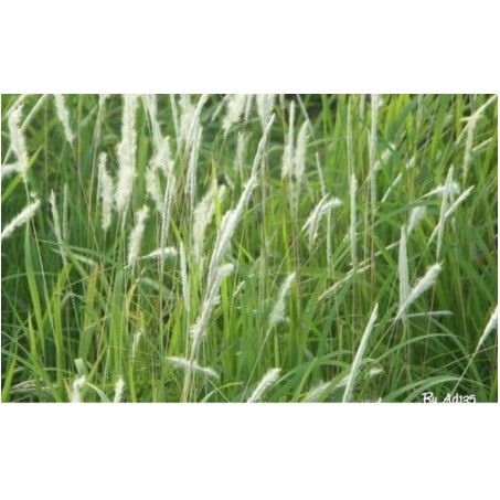 [GIÁ TỐT] 1kg rễ cỏ tranh khô ( bạch mao căn ) hàng looại 1