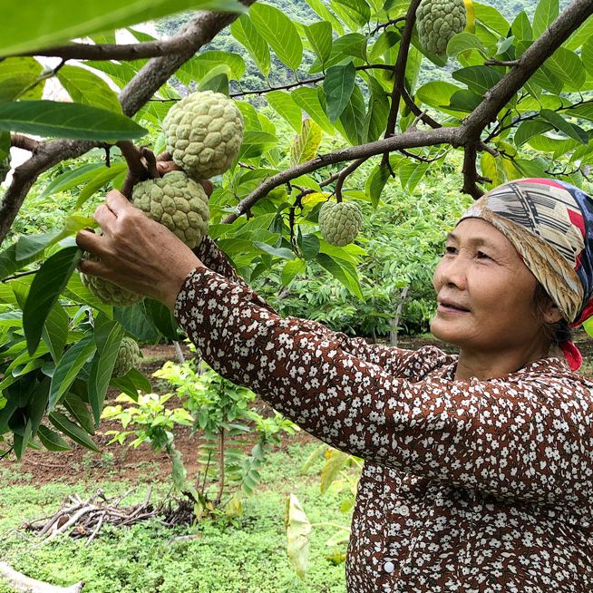 200gram hạt giống cây Na