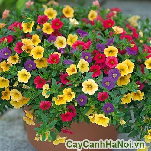 CÂY GIỐNG HOA DẠ YẾN THẢO (tỉ lệ sống 100%)