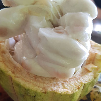 Bột ca cao nguyên chất, không đường, không pha trộn  (HÀNG CÔNG TY chính hãng)