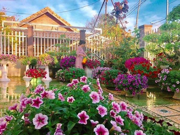 Combo 10 cây hoa Dạ Yên Thảo cấy mô hoa cánh đơn mix nhiều màu
