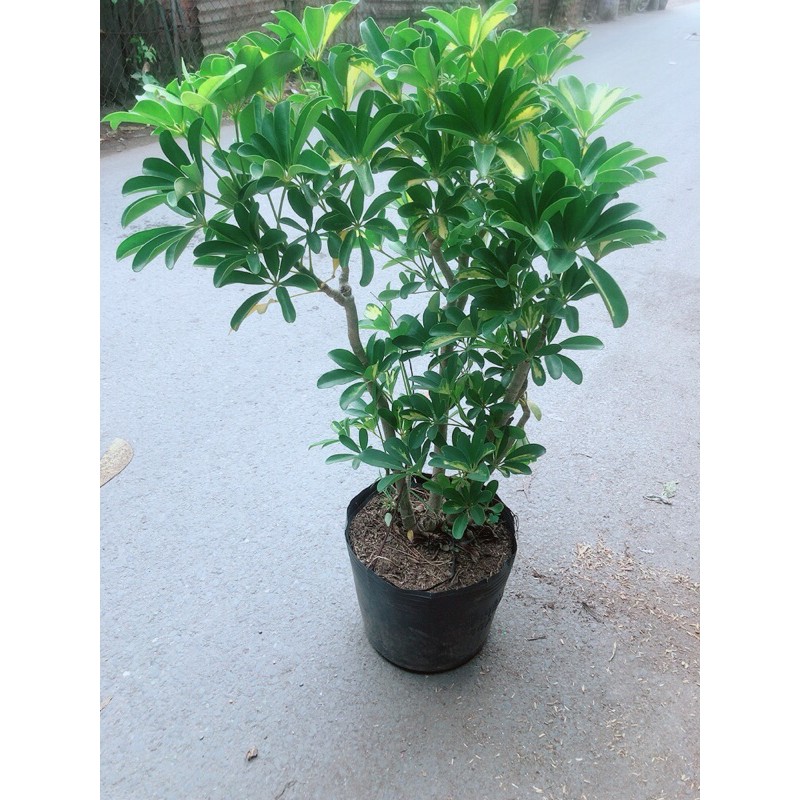 [HCM]Cây Ngũ Gia Bì Cao 80-90cm
