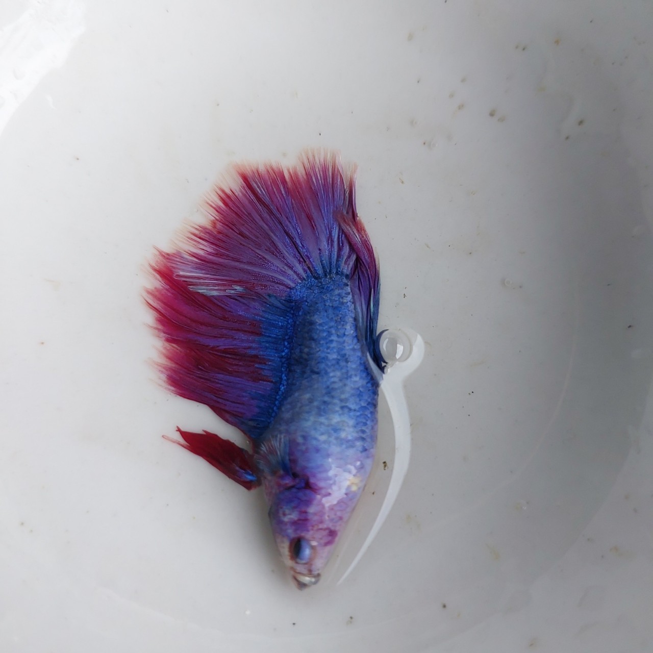 Betta Trống Halfmoon