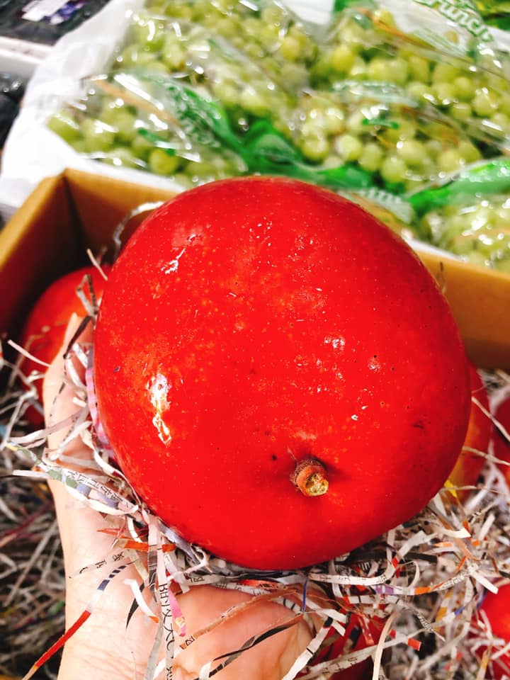Giống Cây Xoài Đỏ Mặt Trời
