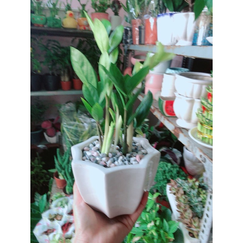[HCM]Chậu Cây Kim Tiền Thái Mẫu Để Bàn