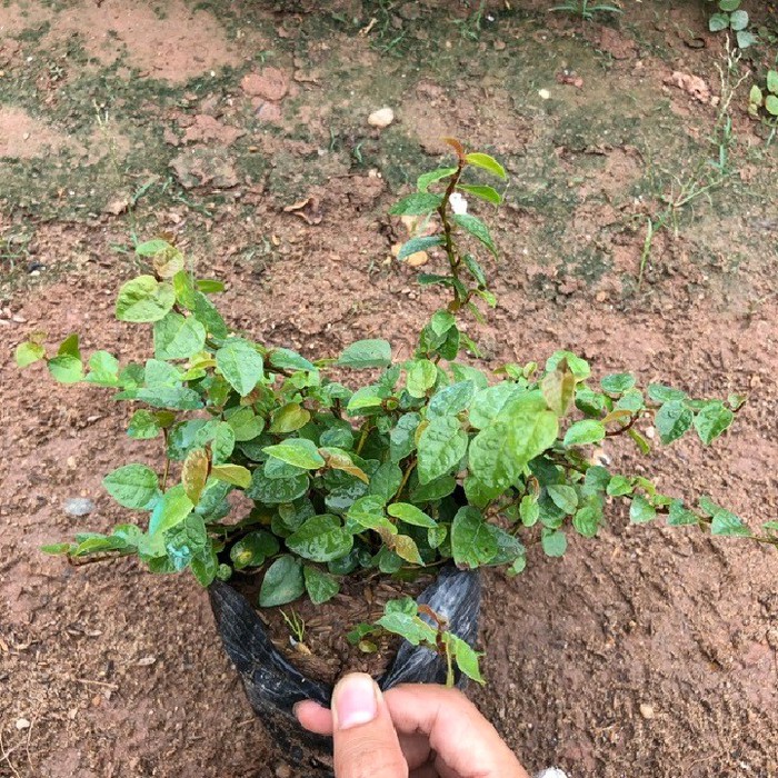 Cây leo thằn lằn