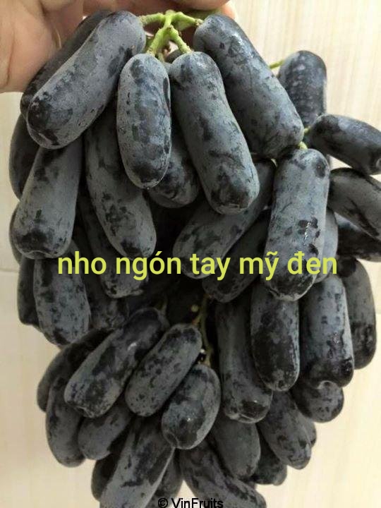 Nho ngón tay mỹ không hạt-cây giống-tăng kèm phân bón