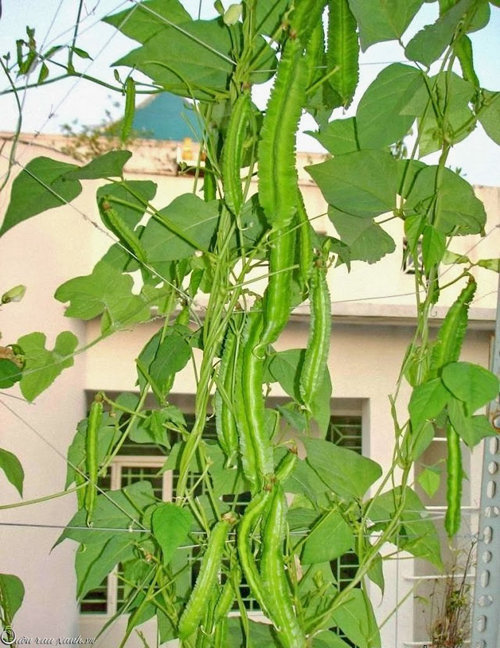 Hạt giống đậu rồng Rạng Đông Rado 02