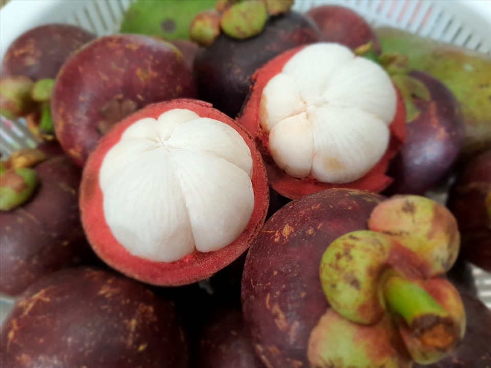 cây giống măng cụt Thái Lan siêu sớm cực thơm ngon
