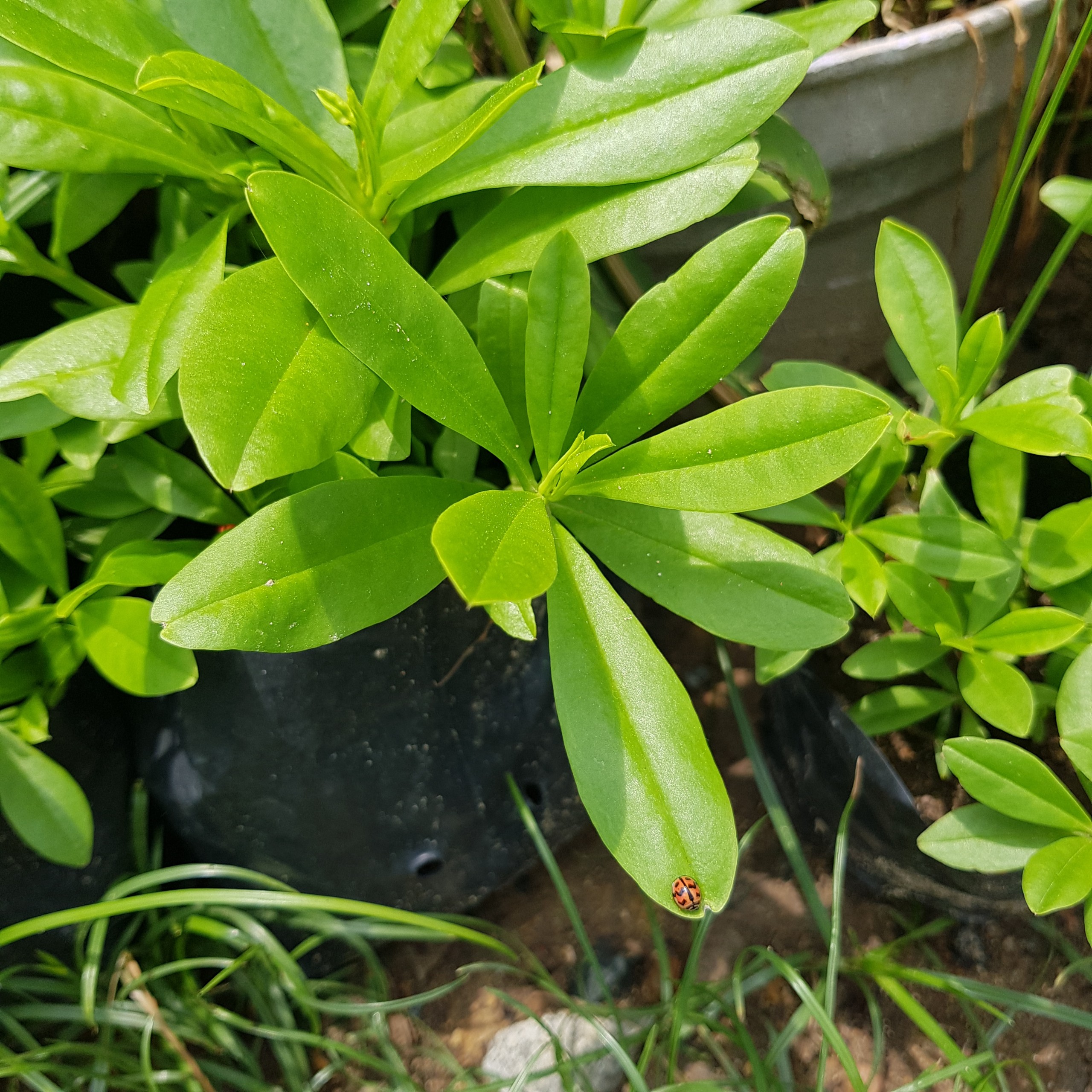 CÂY SÂM ĐẤT (THỔ SÂM, ĐỊA SÂM)