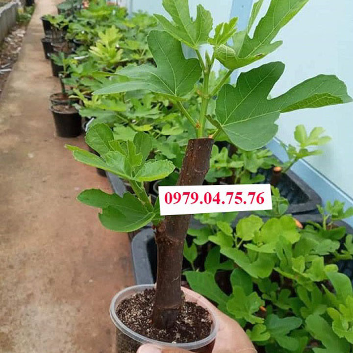 Cây giống Sung Mỹ Brown Turkey giâm cành - KIM STORE 89 đẹp chuẩn