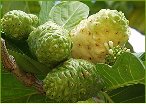 [MIỄN PHÍ VẬN CHUYỂN] BỘT TRÁI NHÀU 500GRAM NONI POWDER 노니 가루 500GRAM