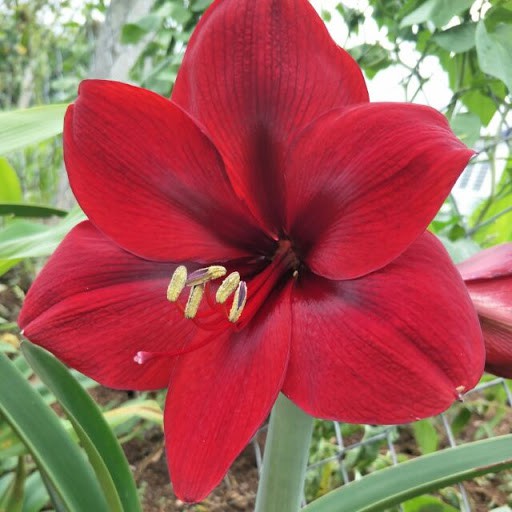 Củ lan huệ cho hoa màu đỏ nhung