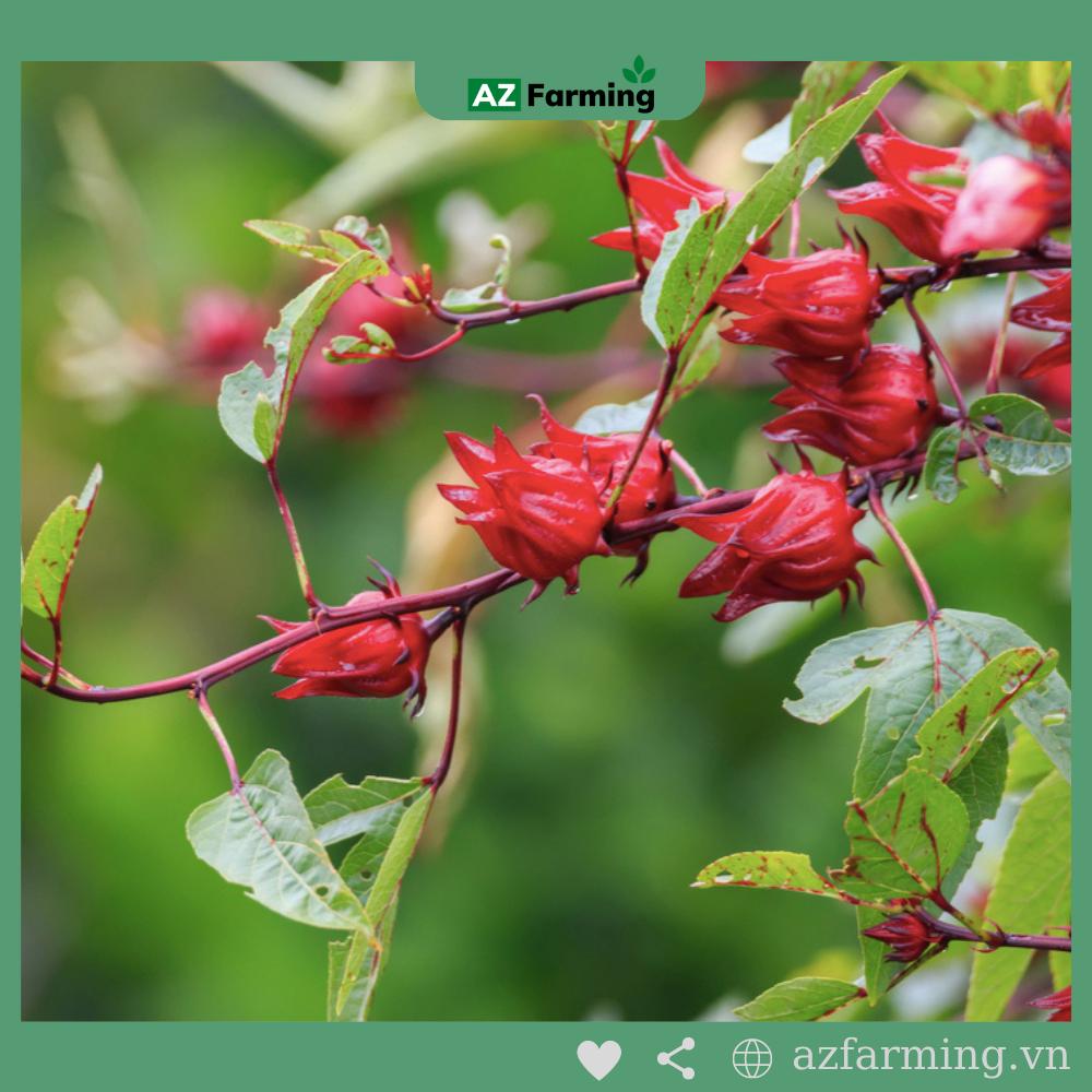 Hạt Giống Atiso Đỏ - Gói 50 Hạt - Az Farming