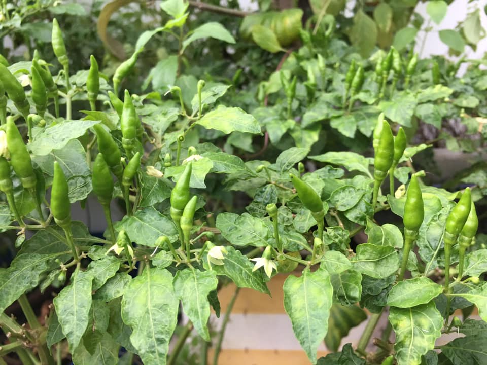 Cây Ớt Xiêm Xanh (Ớt sẻ, ớt rừng) trồng chậu