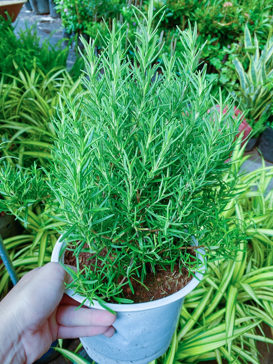 Cây Hương Thảo Size Lớn