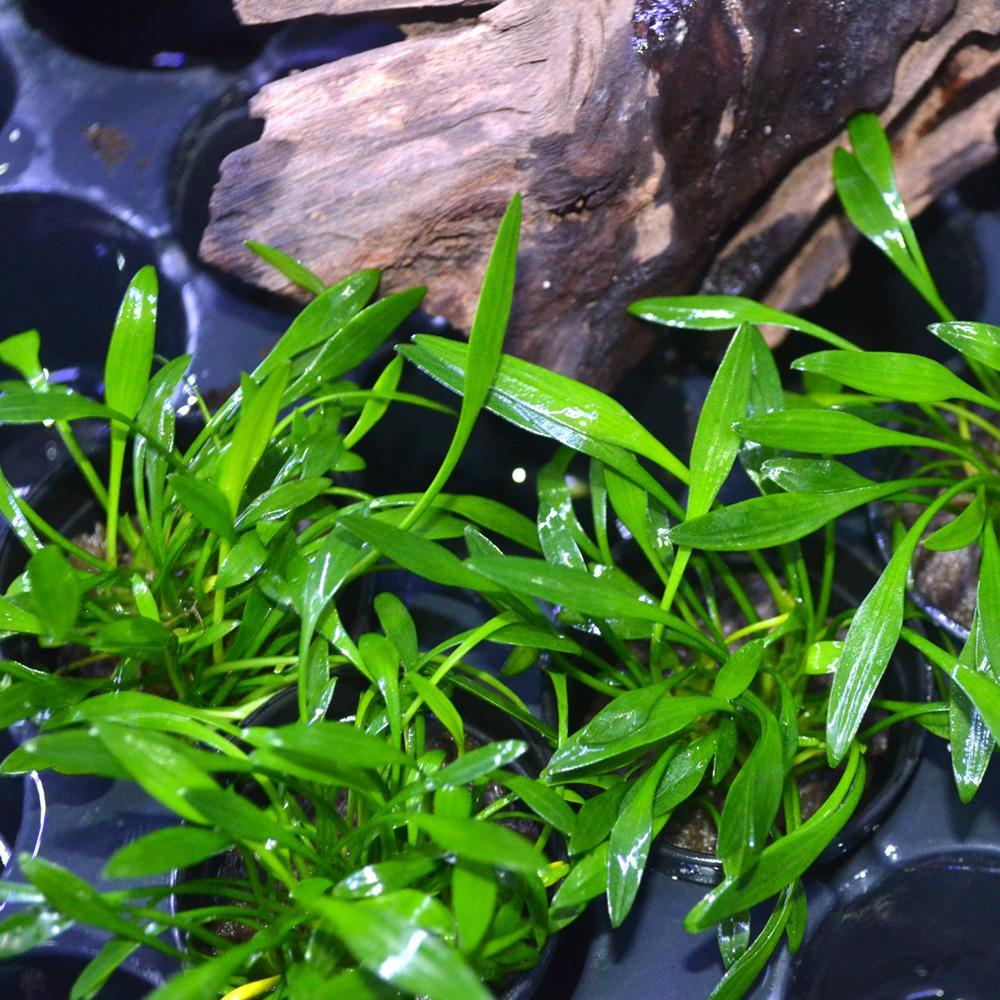 TIÊU THẢO PARVA (CHẬU TRÒN)(CRYPTOCORYNE PARVA)